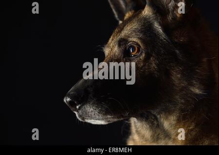 German Shepherd face Stock Photo