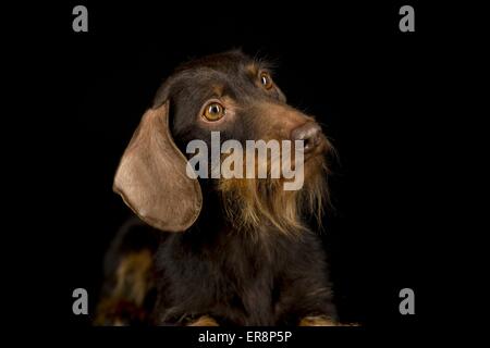 wirehaired dachshund portrait Stock Photo