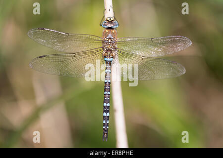 Migrant Hawker - Aeshna mixta (Male) Stock Photo