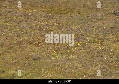 Meadow of Bog Saxifrage (Saxifraga hirculus), Barentsoya, Svalbard. Stock Photo