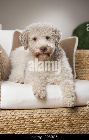 lying Lagotto Romagnolo Stock Photo