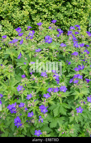 Geranium Sylvaticum with rich blue flowers. Growing in an English garden in spring. Stock Photo