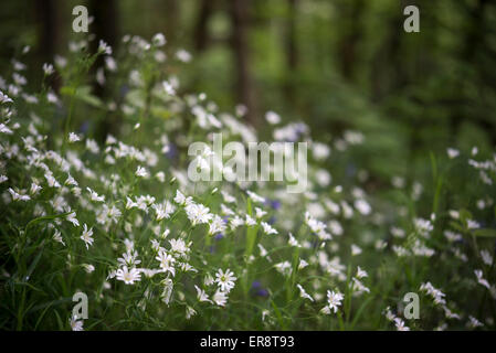 Delicate white flowers of Stitchwort growing in the shade of and English woodland in spring. Stock Photo