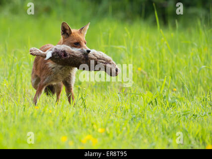 Wild Red fox (Vulpes vulpes) with rabbit Stock Photo