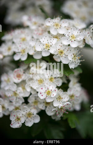 Close up of white Hawthorn flowers (Craetegus Monogyna). Stock Photo