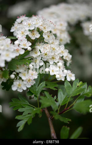 Close up of white Hawthorn flowers (Craetegus Monogyna). Stock Photo