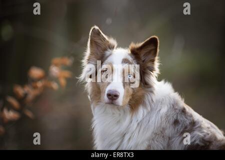 Australian Shepherd Portrait Stock Photo