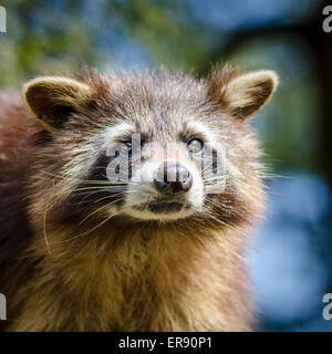 Raccoon Close-Up with Blurred Background