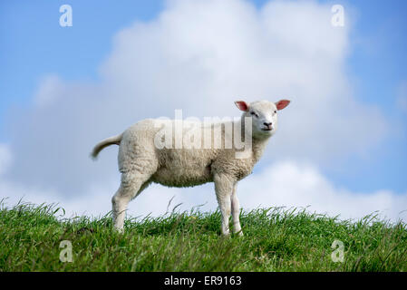 Texel sheep lamb / Texelaar, breed of white domestic sheep from the island of Texel, Frisian Islands, Holland, the Netherlands Stock Photo