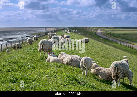 Flock of Texel sheep with lambs grazing on dyke on the island of Texel in the Wadden Sea, West Frisian Islands, the Netherlands Stock Photo