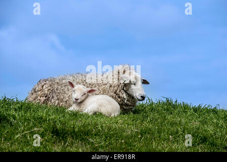 Texel sheep / Texelaar ewe with lamb resting in meadow on the island of Texel, West Frisian Islands, North Holland, Netherlands Stock Photo