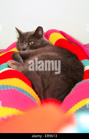 Young female Russian Blue cat resting on colorful blanket Stock Photo