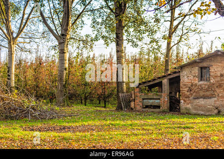 Birch trees with shed on wineyards background during summer in Italian countryside Stock Photo