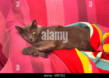 Young, female Russian Blue cat lying on magenta sofa. Stock Photo