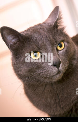 Young female Russian Blue cat. Stock Photo