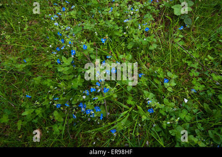 Veronica chamaedrys  known as germander speedwell and bird's-eye speedwell Stock Photo