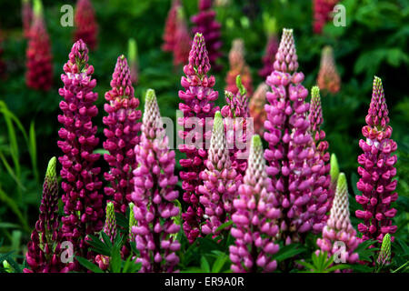 Garden lupine, Lupinus polyphyllus, pink and purple garden Stock Photo