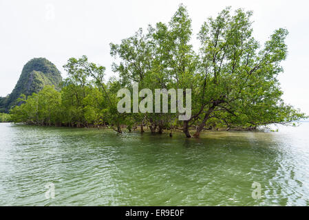 Avicennia officinalis is a tree species of mangrove depend on water at sea in Phang Nga Bay or Ao Phang Nga National Park, Thail Stock Photo