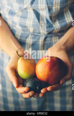 Woman's hands holding freshly picked homegrown organic pear, plum and apple. Retro styled imagery Stock Photo