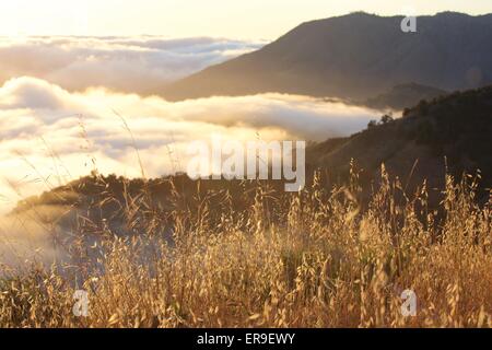 Coastal fog at sunset in Big Sur, California. Stock Photo