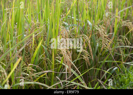 Rice, ready for harvest, in a field in Hsipaw, Northern Burma (Myanmar). Stock Photo