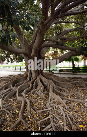 Large Rubber Tree ficus elastica in the Banyan group of figs in downtown Seville Spain Stock Photo