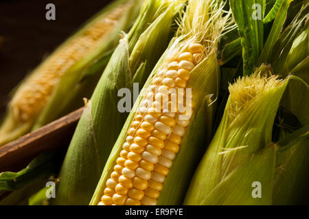 Raw Organic Yellow Seet Corn Ready to Cook Stock Photo