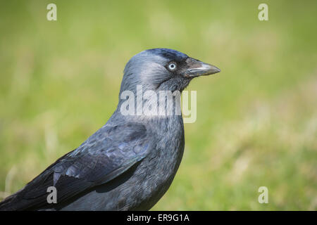 Portrait of a Western Jackdaw black bird walk on green grass Stock Photo