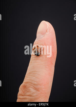 Ladybird walking downwards on a finger isolated towards black background Stock Photo
