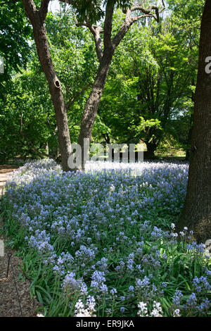 The Brooklyn Botanical Garden is a botanical garden in the borough of Brooklyn, New York City. Stock Photo