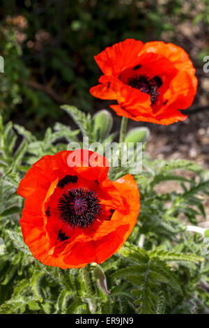 Oriental Poppy (Papaver orientale), flowers Stock Photo
