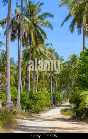 Nice rural road with palm trees on the island in Thailand Stock Photo