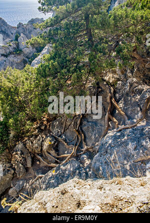 Crimea, near the village of Novy Svet . Relic juniper and pine groves , miraculously growing on rocks of the steep coast. Stock Photo