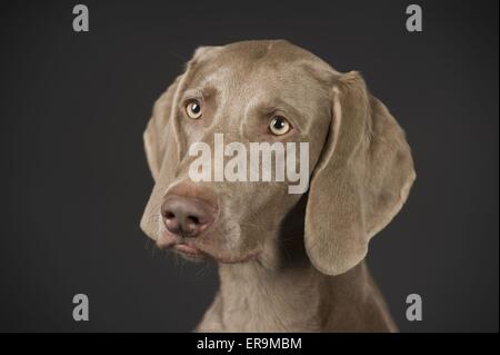 shorthaired Weimaraner portrait Stock Photo