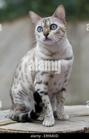 Bengal cat Stock Photo