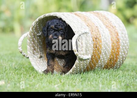 small poodle puppy Stock Photo