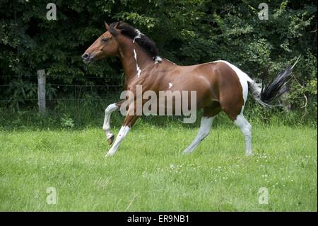 galloping Paint Horse Stock Photo