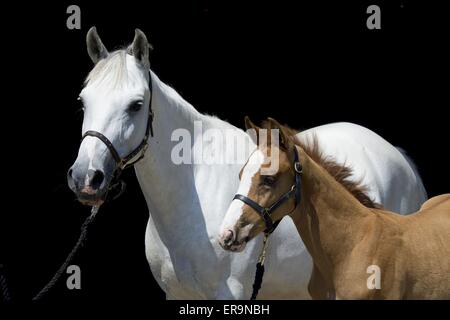 mare with foal Stock Photo