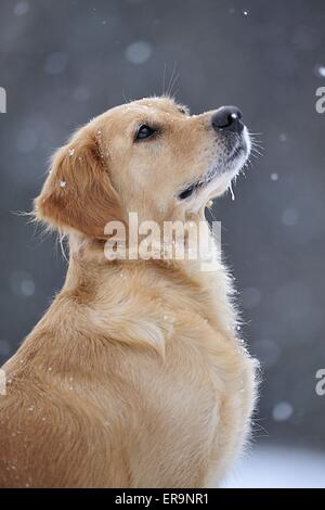 Golden Retriever Portrait Stock Photo