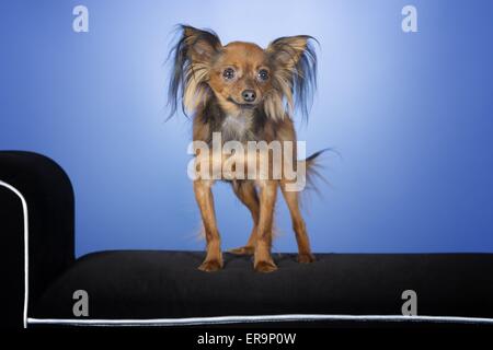 Russian Toy Terrier Stock Photo