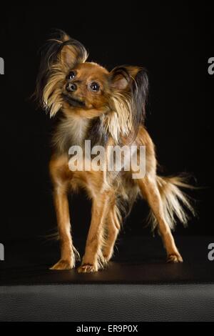 Russian Toy Terrier Stock Photo
