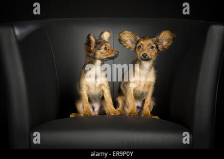 Russischer Toy Terrier Puppies Stock Photo