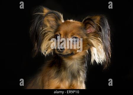 Russian Toy Terrier Portrait Stock Photo