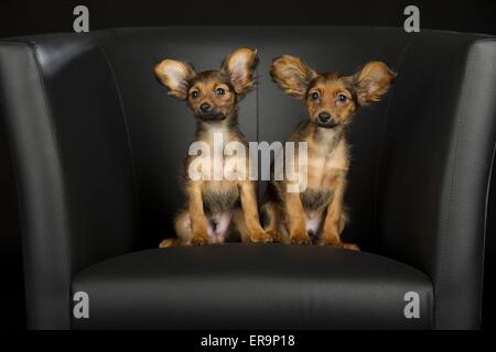 Russian Toy Terrier Puppy Stock Photo