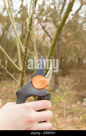 Spring gardening, work at the garden, pruning fruit trees in portrait format. Stock Photo