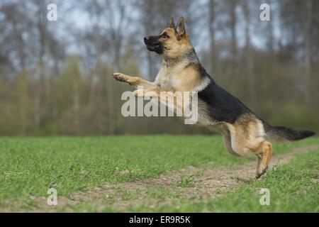 jumping German Shepherd Stock Photo