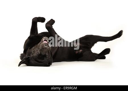 rolling Labrador Retriever Stock Photo