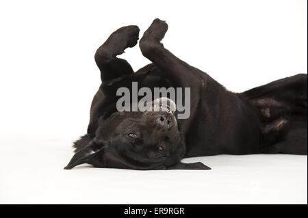 rolling Labrador Retriever Stock Photo