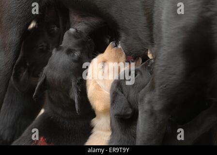suckling pups Stock Photo