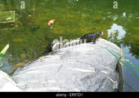 dh Hong Kong Park CENTRAL HONG KONG Terrapins turtles on rock Fish terrapin in pond asia Stock Photo